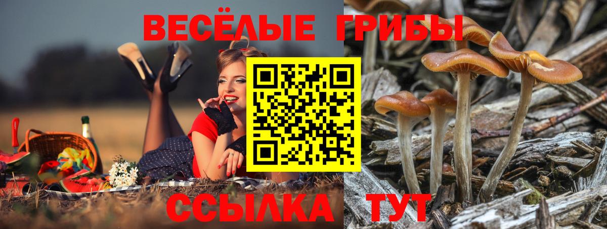 Псилоцибиновые грибы GOLDEN TEACHER Кушва